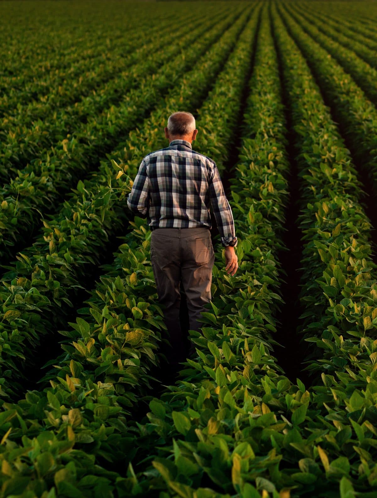 Farmer walking through a growing field